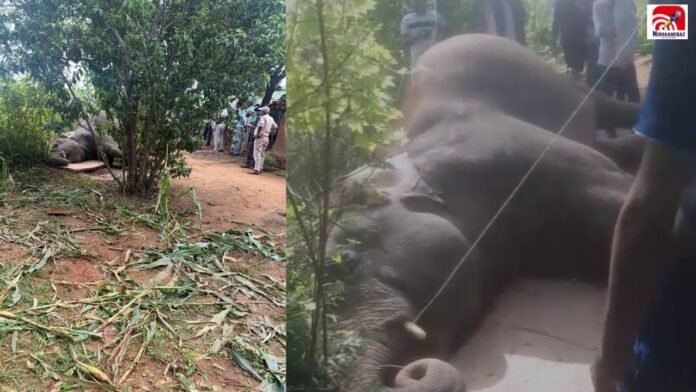 rewa elephant
