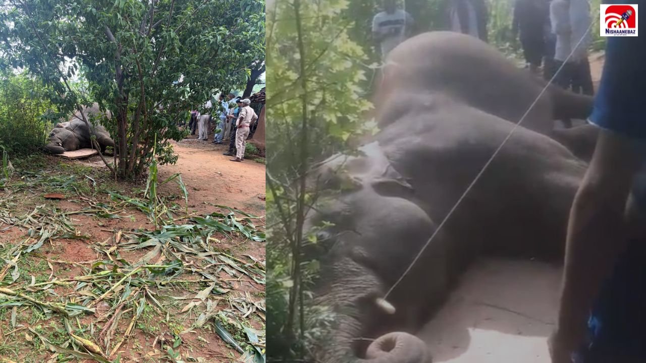 MP News: मऊगंज में हाथी की मौत से हड़कंप, सूंड में फंसा करंट का तार और मौके पर थम गई सांसें