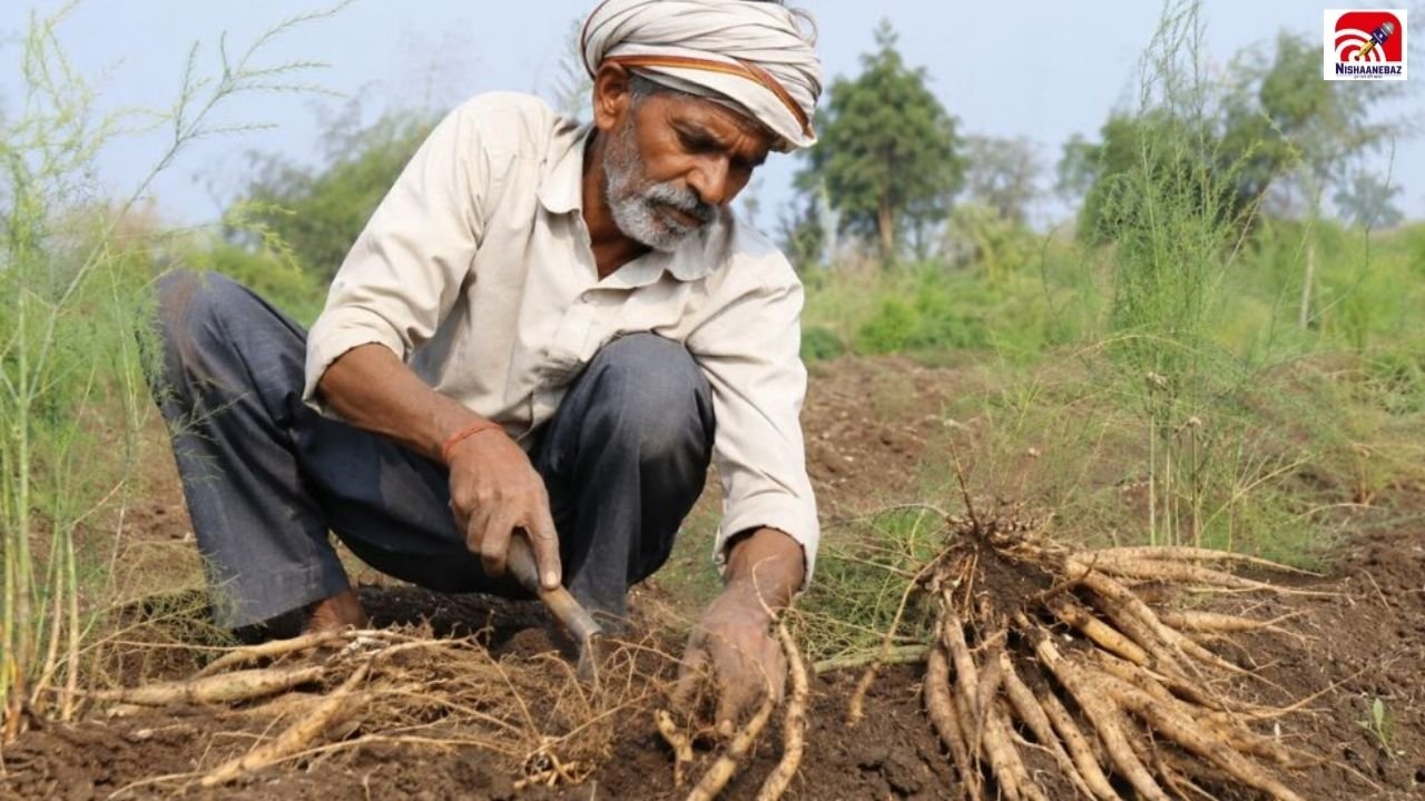 छत्तीसगढ़ के किसानों के लिए नई उम्मीद, 140 एकड़ में शुरू हुई सतावर की खेती