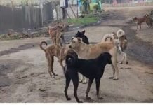 MP News: सेंधवा में आवारा कुत्तों का आतंक! 2 दिन में 20 से ज्यादा लोग शिकार, 2 महीने में 730 मामले