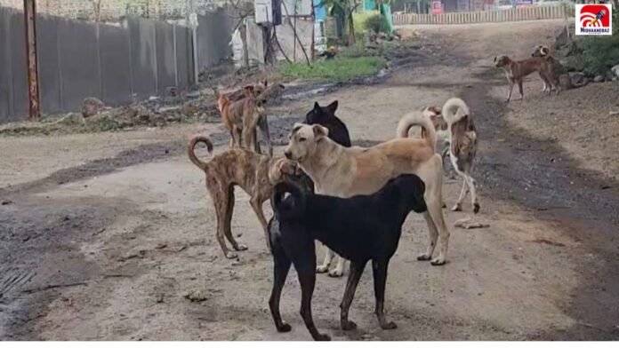 sendhwa dog case