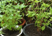 Gardening Tips: तुलसी के पौधे में लग गई हैं चींटियां? जानिए इन्हें भगाने के सबसे आसान और असरदार घरेलू उपाय