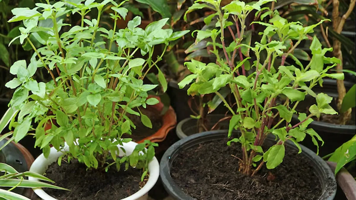 Gardening Tips: तुलसी के पौधे में लग गई हैं चींटियां? जानिए इन्हें भगाने के सबसे आसान और असरदार घरेलू उपाय