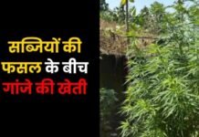 Balrampur News: सब्जियों की फसल के बीच गांजे की खेती, पुलिस ने 112 पौधे किए जब्त; आरोपी गिरफ्तार Balrampur News