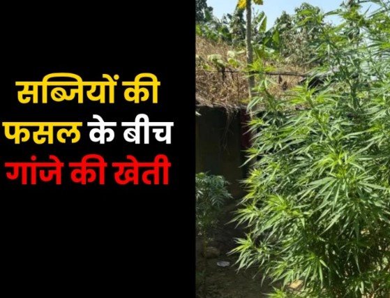 Balrampur News: सब्जियों की फसल के बीच गांजे की खेती, पुलिस ने 112 पौधे किए जब्त; आरोपी गिरफ्तार