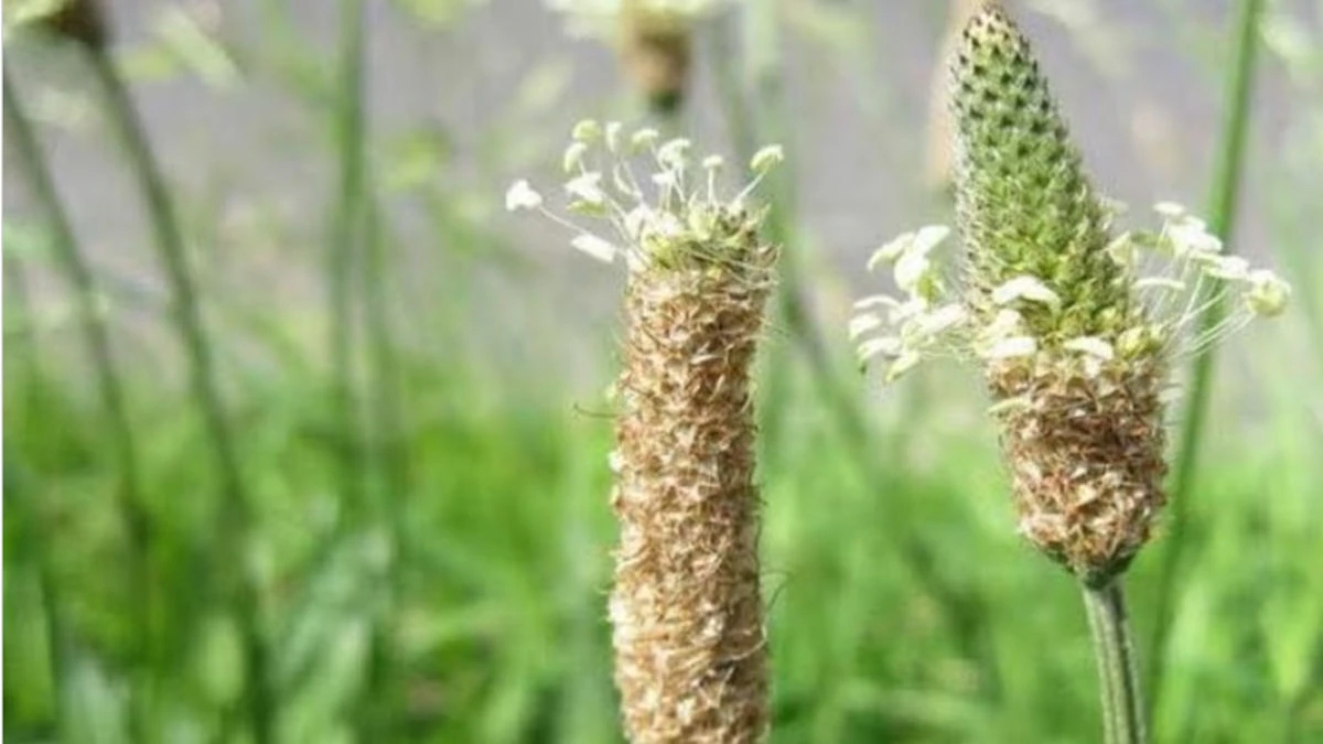Agriculture: रबी सीजन में ईसबगोल की खेती से बढ़ा सकते हैं कमाई, जानें बुवाई का सही समय और सिंचाई का तरीका