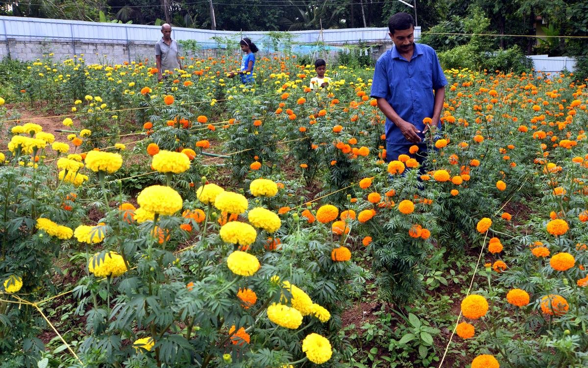 Marigold Farming: गेंदे की इन 2 किस्मों की बाजार में रहती है ज्यादा मांग, ₹40 हजार लगाकर एक एकड़ से कमाएं ₹80 हजार तक