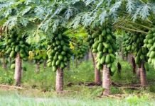 Farming: पपीते की इस किस्म से एक पौधे पर मिल सकते हैं 50 किलो तक फल, 1 एकड़ में लाखों की कमाई का मौका