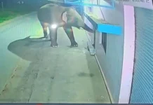 CG News: कबरा हाथी का आतंक! बाहर निकला शख्स तो पीछे पड़ा गजराज, घर में घुसकर हमला करने की कोशिश