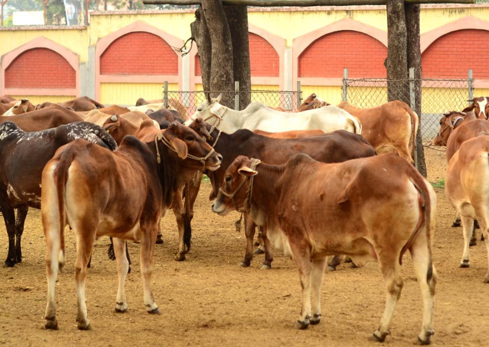 Dairy Farming: डेयरी फार्म में सिर्फ दूध नहीं, गोबर से भी होगी कमाई! ये 3 तरीके बढ़ा सकते हैं आपकी आमदनी