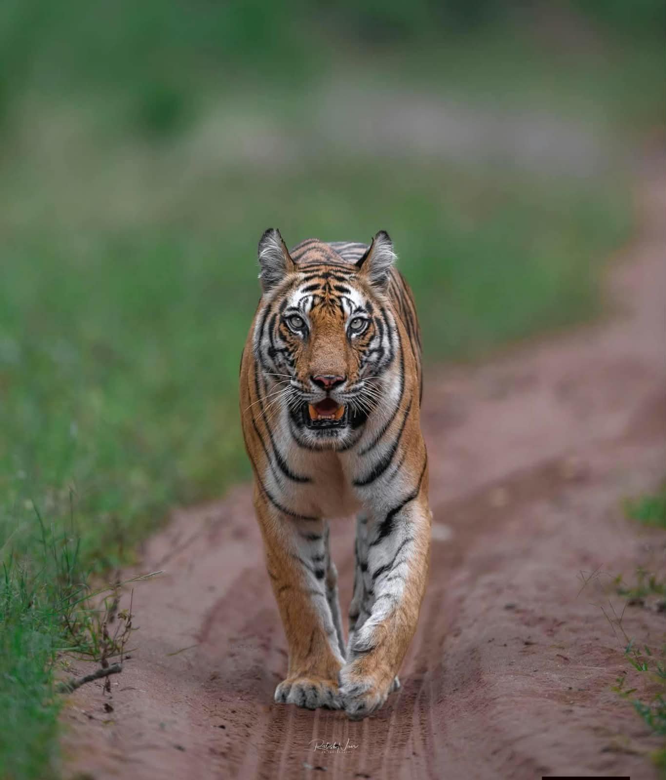 Bandhavgarh Tiger Reserve Sadness: सैलानियों की चहेती मशहूर बाघिन ‘डॉटी’ ने दुनिया को कहा अलविदा, बांधवगढ़ में शोक की लहर