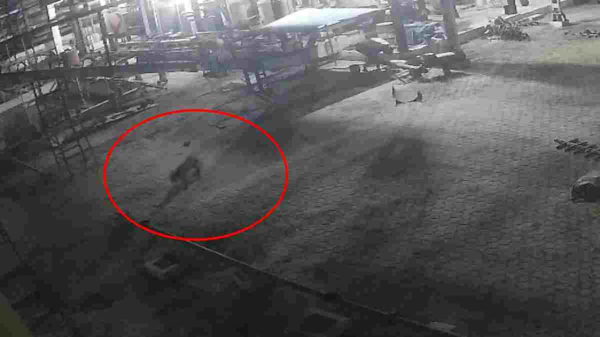 Leopard Roaming In Harda Plant: पिछले 2 दिनों से प्लांट परिसर में बेखौफ घूम रहा है तेंदुआ, सीसीटीवी फुटेज आने के बाद हुआ खुलासा