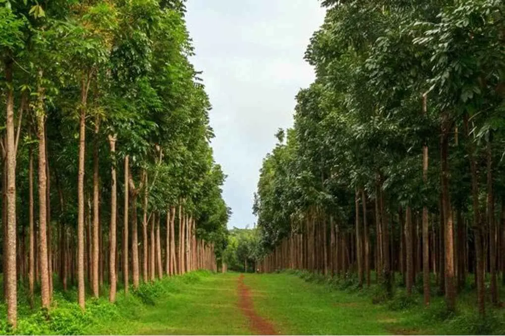 Gardening Tips: महोगनी के पौधों की बढ़वार के लिए अक्टूबर में करें ये काम, पानी से लेकर मिट्टी की देखभाल तक जानें जरूरी बातें
