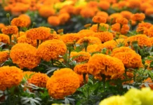 Gardening Tips: सर्दियों में आपका गार्डन भी बनेगा फूलों का गुलदस्ता, अक्टूबर में लगाएं ये 7 पौधे