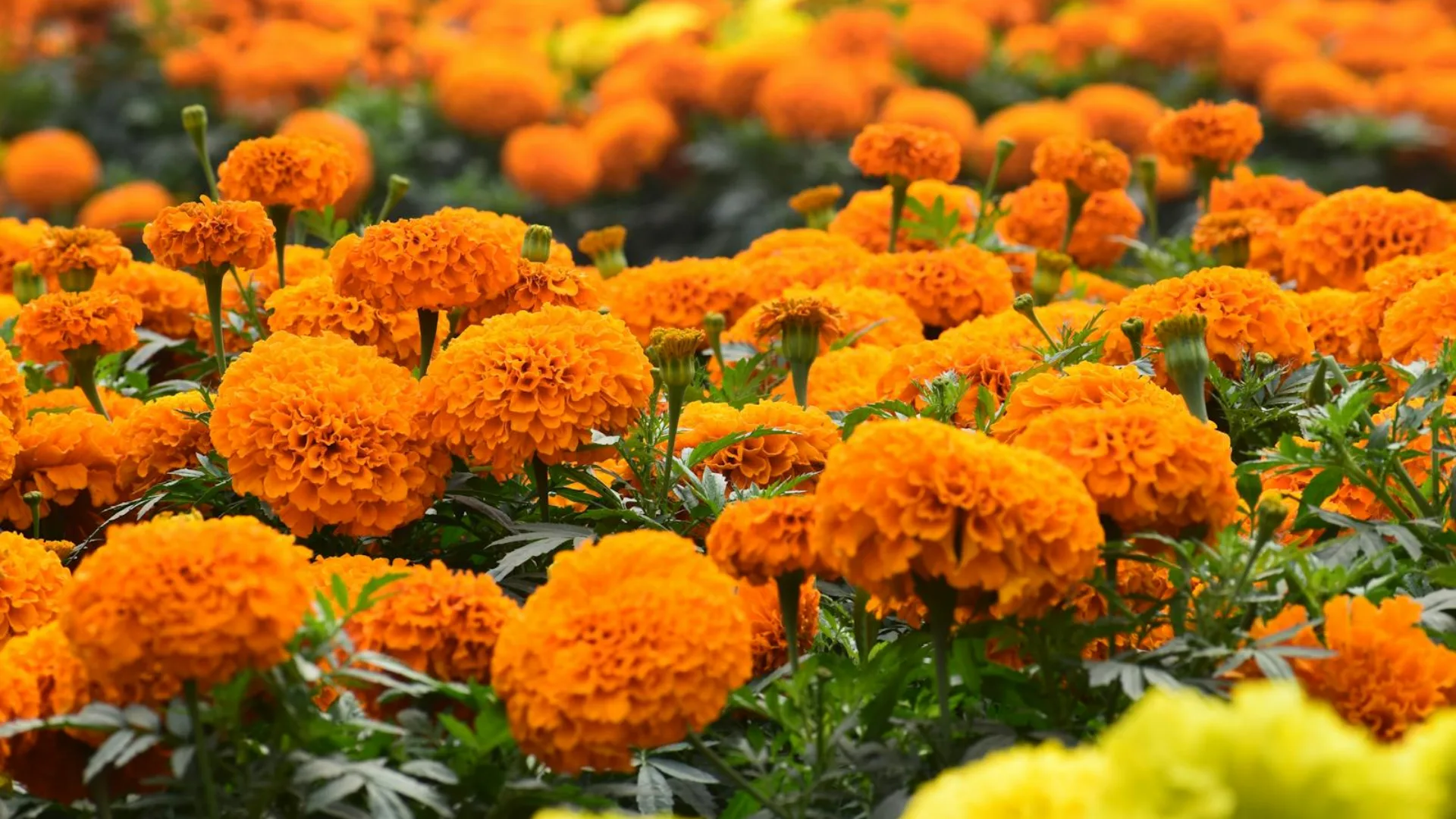 Gardening Tips: सर्दियों में आपका गार्डन भी बनेगा फूलों का गुलदस्ता, अक्टूबर में लगाएं ये 7 पौधे