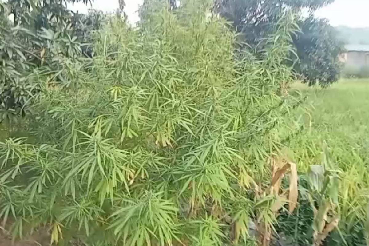Betul Police Crackdown On Illegal Ganja: बैतूल के चिचोली में अवैध गांजे की खेती का पर्दाफाश, खेत से 10 पौधे और 6 किलो से अधिक गांजा जब्त