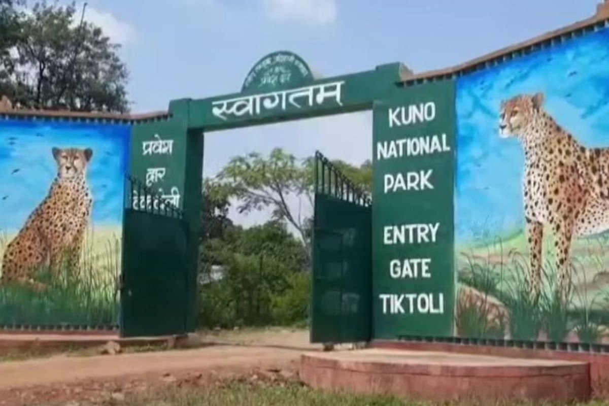 Kuno National Park Tragedy: कूनो नेशनल पार्क से बुरी खबर, मादा चीता ‘आशा’ के 8 महीने के शावक की मौत