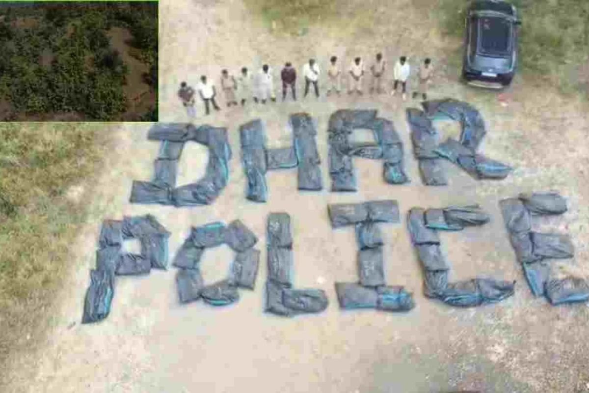Dhar Illegal Cannabis Farming Busted: कपास और तुअर की फसलों के बीच लहलहा रही थी गांजे की अवैध खेती, धार पुलिस ने 4.43 करोड़ का माल किया बरामद