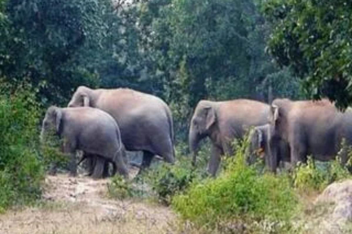 Jabalpur Elephant Herd Alert: छत्तीसगढ़ से 300 किमी का सफर तय कर जबलपुर के बरगी पहुंचा 40 हाथियों का विशाल झुंड, वन विभाग में हड़कंप
