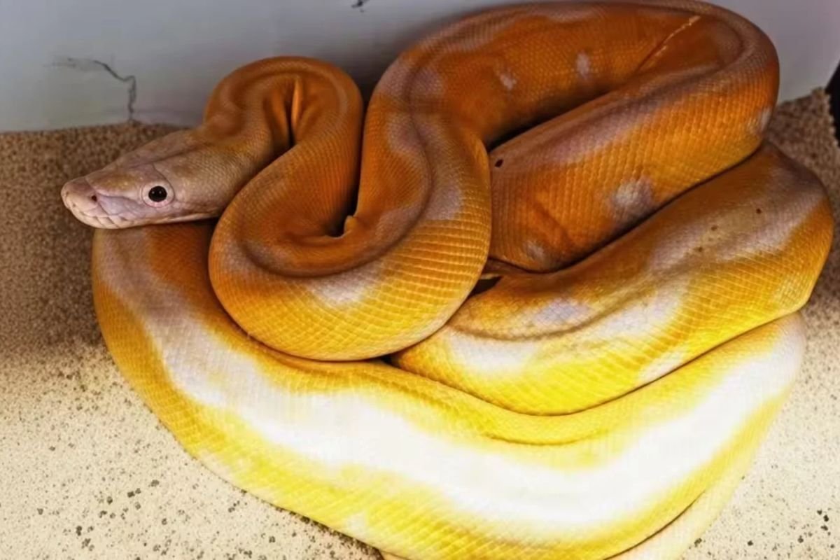 Chhatarpur White Python Rescue: मध्य प्रदेश के छतरपुर में मिला दुर्लभ 8 फीट लंबा सफेद अजगर, बागेश्वर महाराज की रथयात्रा के दौरान मचा हड़कंप