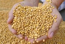 MP Soybean Bhavantar Yojana: मध्य प्रदेश के सोयाबीन उत्पादक किसानों के लिए राहत भरी खबर, भावांतर भुगतान योजना के तहत पंजीयन शुरू