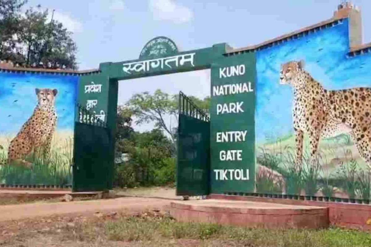 Kuno National Park News: श्योपुर के कूनो नेशनल पार्क से बड़ी खबर, 19 महीने का नर चीता घायल अवस्था में मिला