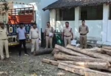 Betul Bhaisdehi Teak Smuggling Case: वन विभाग के दफ्तर के पास चल रहा था तस्करी का खेल, खाली क्वार्टर को तस्करो ने बनाया अड्डा
