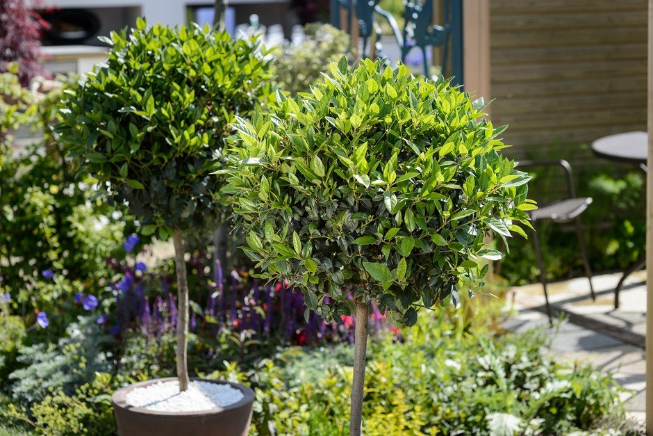 Gardening Tips: सब्जी में डालना हो ताजा तेजपत्ता तो घर पर लगाएं इसका पौधा, जानें रोपाई से लेकर धूप-पानी तक का तरीका