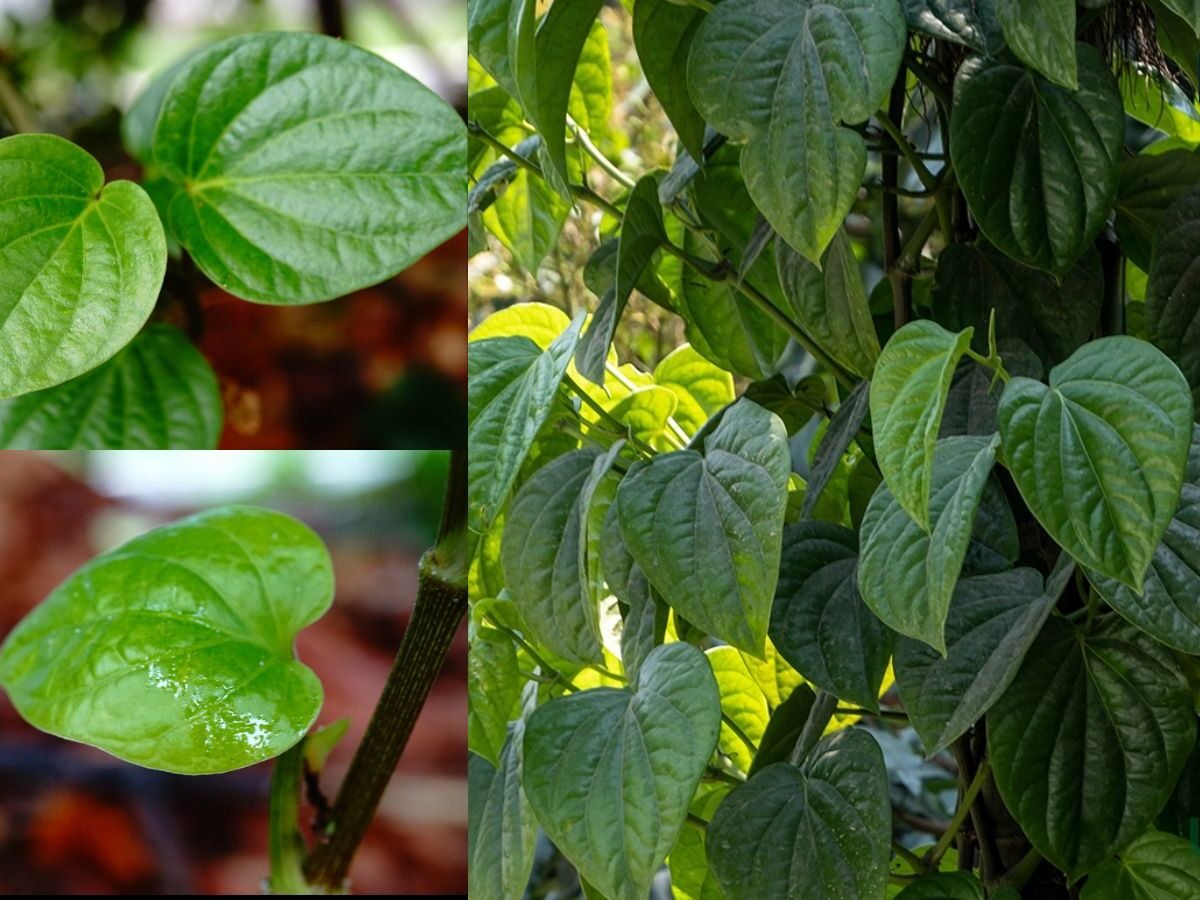 Gardening Tips: घर की बालकनी में ऐसे लगाएं पान की बेल, सही मिट्टी और देखभाल से पत्तियां रहेंगी हरी-भरी