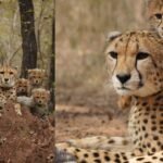Kuno National Park Open: आज से खुले कूनो के गेट, जंगल में घूमते 16 चीतों का हो सकता है दीदार