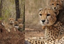 Kuno National Park Open: आज से खुले कूनो के गेट, जंगल में घूमते 16 चीतों का हो सकता है दीदार