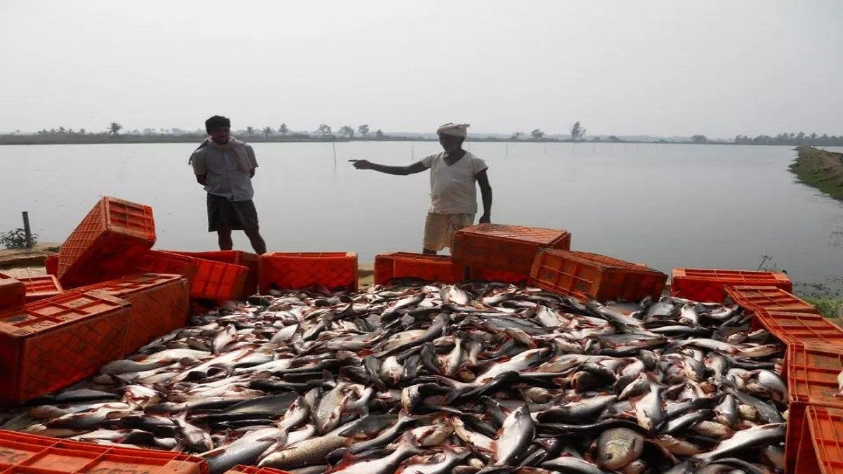 MP News: मध्यप्रदेश में मछली पालन से बदलेगी कारोबार की तस्वीर! ₹7,430 करोड़ का निवेश, 35 हजार रोजगार का लक्ष्य