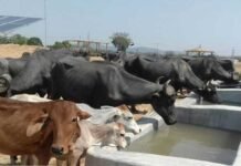 Animal Care Tips: गाय-भैंस को ऐसे खिलाएं चारा, बेहतर सेहत के साथ दूध उत्पादन में भी होगा सुधार