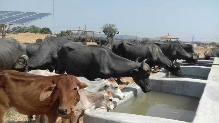 Animal Care Tips: गाय-भैंस को ऐसे खिलाएं चारा, बेहतर सेहत के साथ दूध उत्पादन में भी होगा सुधार