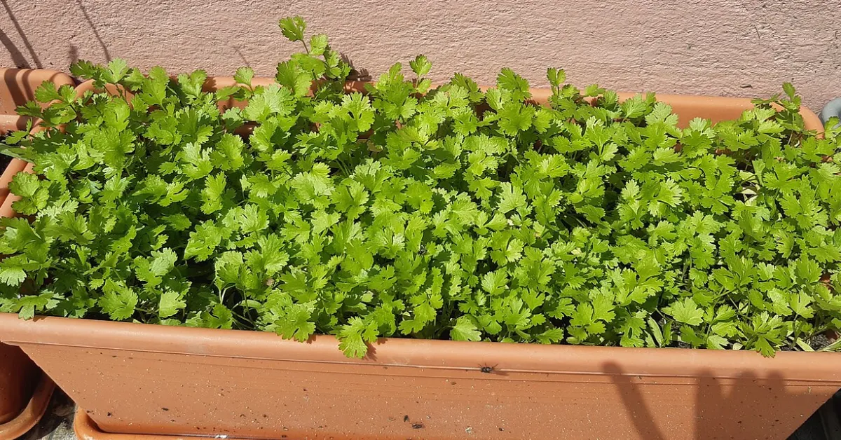 Gardening Tips: सर्दियों में घर पर उगाएं हरा धनिया, बीज बोने से पहले करें ये छोटा-सा काम खरपतवार से भी मिलेगी राहत