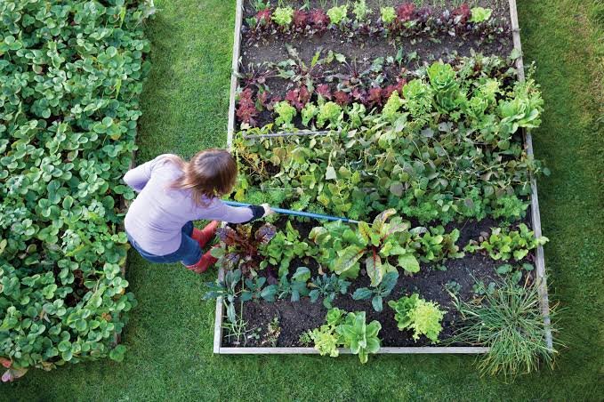 Gardening Tips: सर्दियों की शुरुआत में बो दें ये 5 सब्जियां, गमले और ग्रो बैग में भी मिलेगी घर की ताजी पैदावार