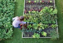 Gardening Tips: पौधों में नहीं आ रहे फूल और पत्तियां हो रही हैं पीली? ये आसान तरीके लौटाएंगे हरियाली और ग्रोथ