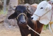 Animal Care Tips: गाय-भैंस को बासी खाना खिलाने से पहले जान लें ये बातें, दूध उत्पादन पर पड़ सकता है असर