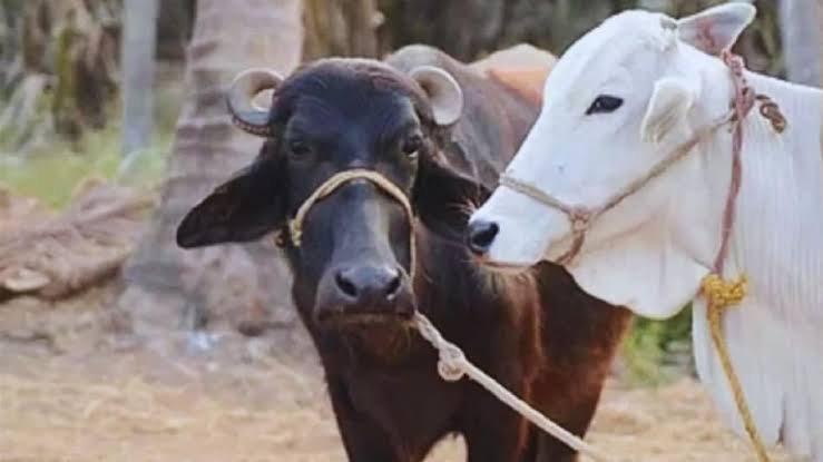 Animal Care Tips: गाय-भैंस को बासी खाना खिलाने से पहले जान लें ये बातें, दूध उत्पादन पर पड़ सकता है असर