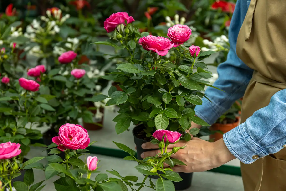 Gardening Tips: सर्दियों में गुलाब की भरपूर फ्लावरिंग के लिए अक्टूबर में करें ये 4 काम, फूलों से महक उठेगा गार्डन