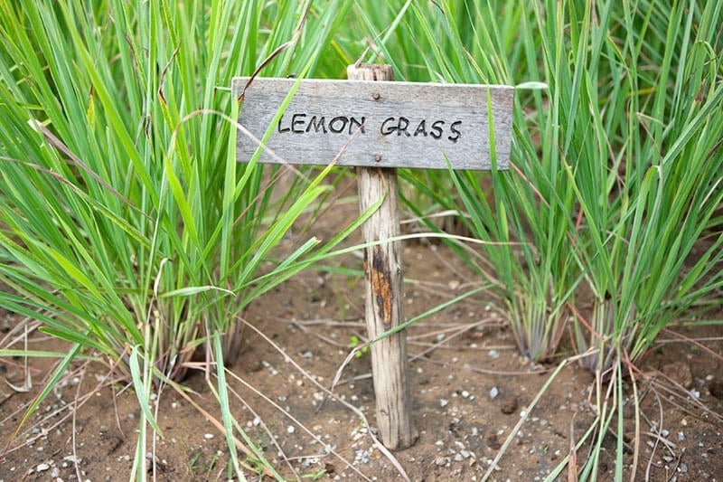 Agriculture: पथरीली जमीन और कम पानी में भी उगा सकते हैं लेमनग्रास, एक बार रोपाई के बाद 5 साल तक मिल सकती है पैदावार