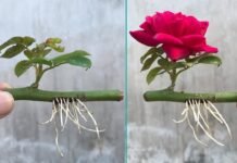 Tips and Tricks: गुलाब का पौधा खरीदने की जरूरत नहीं, एक कटिंग से तैयार करें नया पौधा, जानें पूरा तरीका