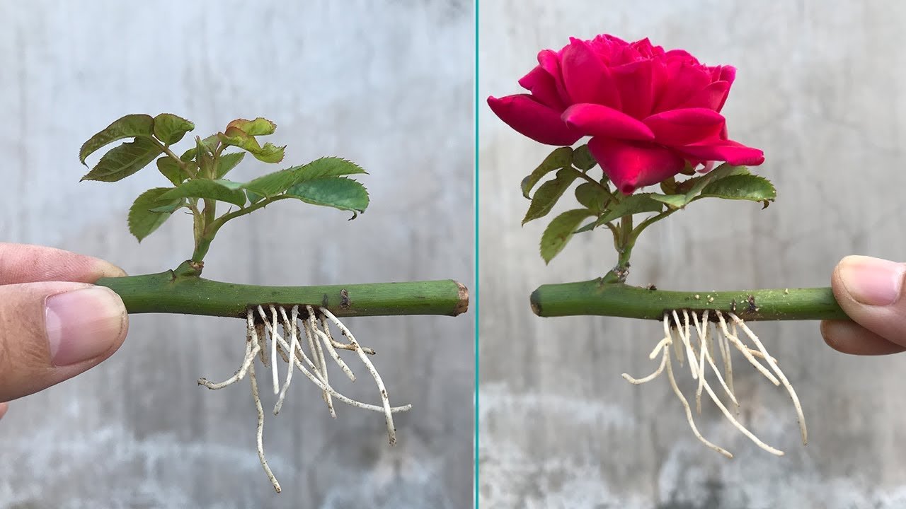 Tips and Tricks: गुलाब का पौधा खरीदने की जरूरत नहीं, एक कटिंग से तैयार करें नया पौधा, जानें पूरा तरीका