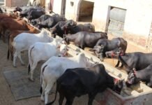 Livestock Insurance: पशु की मौत होने पर नहीं डूबेगा पूरा पैसा, सरकार दे रही बीमा प्रीमियम पर 85% तक सब्सिडी