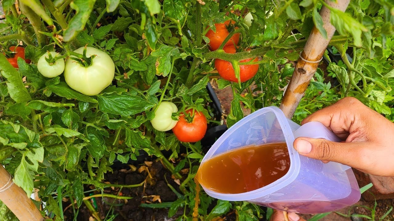 Gardening Tips: फूलों वाले पौधों पर महंगी खाद डालने की जरूरत नहीं, रसोई की इन 5 चीजों से करें गार्डन की देखभाल