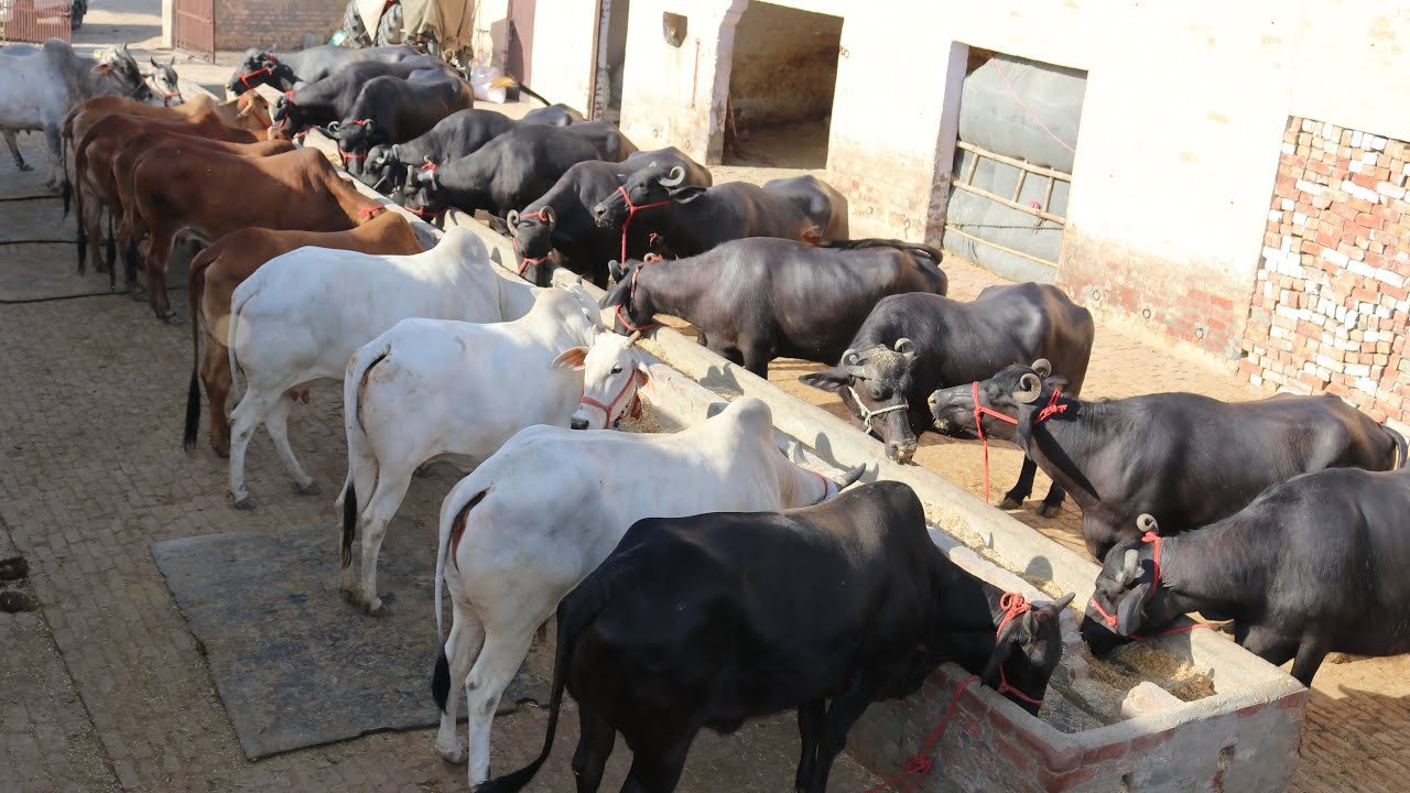 Livestock Insurance: पशु की मौत होने पर नहीं डूबेगा पूरा पैसा, सरकार दे रही बीमा प्रीमियम पर 85% तक सब्सिडी