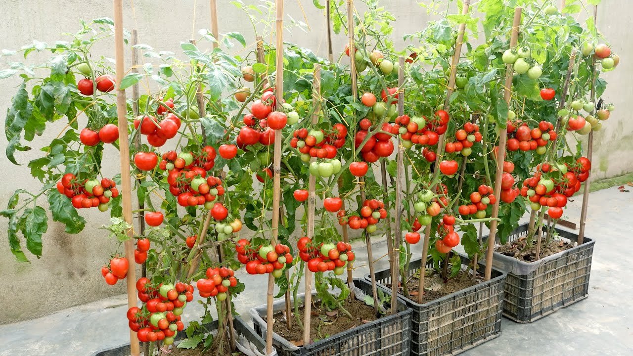 Kitchen Gardening: बाजार जैसे टमाटर अब घर पर उगाएं, बीज लगाने से लेकर अच्छी पैदावार पाने तक अपनाएं ये टिप्स