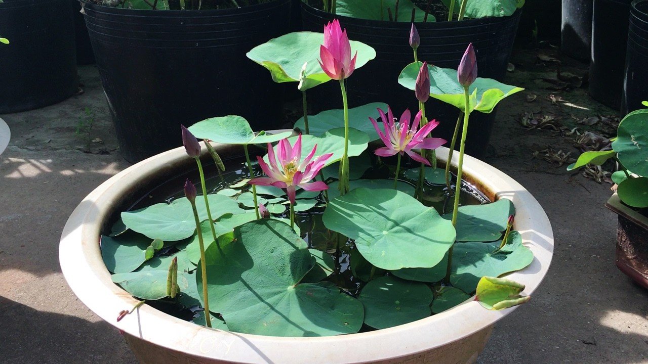 Gardening Tips: घर के गमले में भी उगा सकते हैं खूबसूरत कमल, कंद लगाने से लेकर खाद-पानी तक जानें आसान तरीका