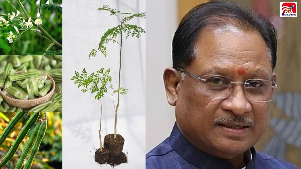 CG News: हर-घर मुनगा, घर-घर मुनगा’ अभियान से बदलेगी पोषण की तस्वीर! साय सरकार ने बनाई योजना