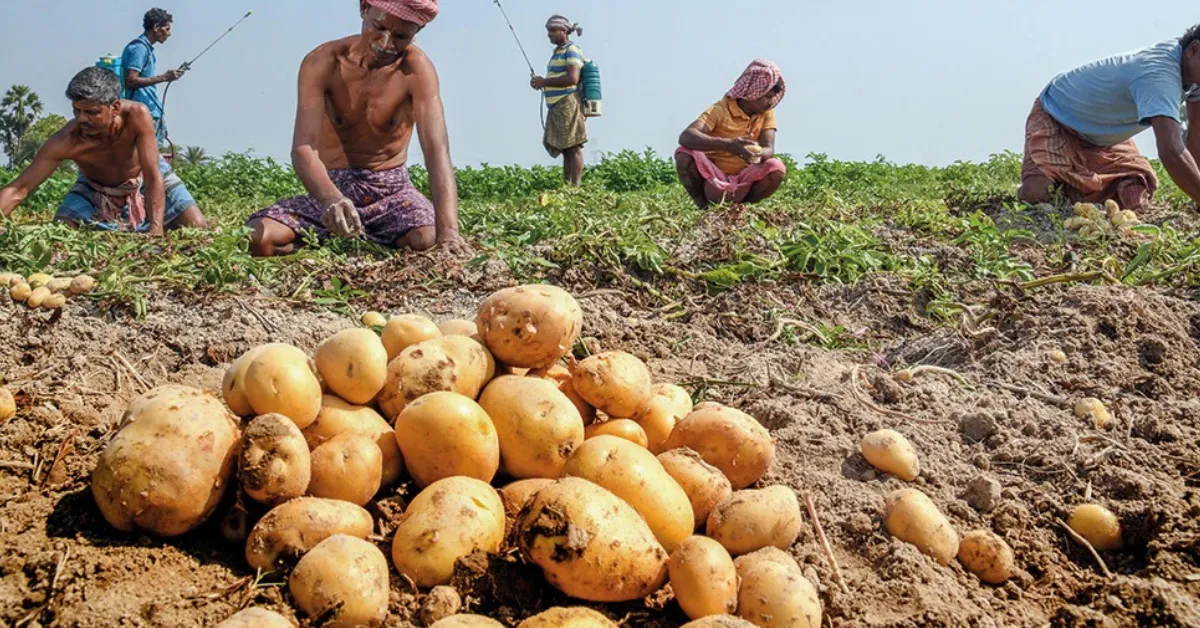 Agriculture: आलू की अच्छी पैदावार के लिए न करें ये गलतियां, बीज से लेकर झुलसा रोग के बचाव तक जानें जरूरी बातें